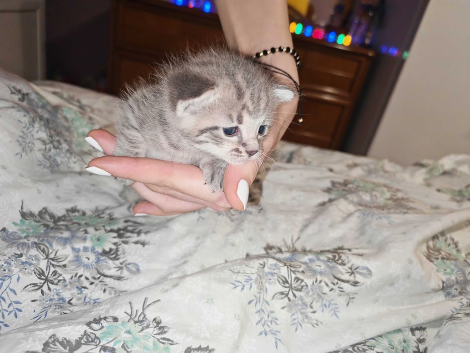 Căutăm căsuțe iubitoare pentru 3 fetițe adorabile!