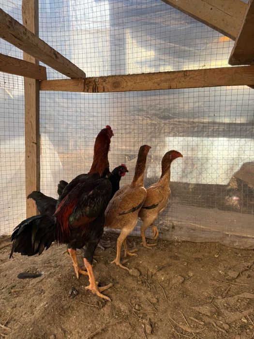 Даканы курочки даканы