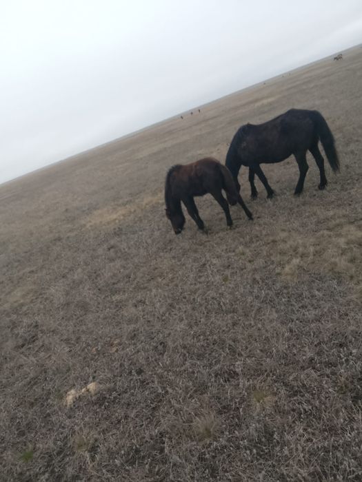 Продам кобылу с жеребёнком