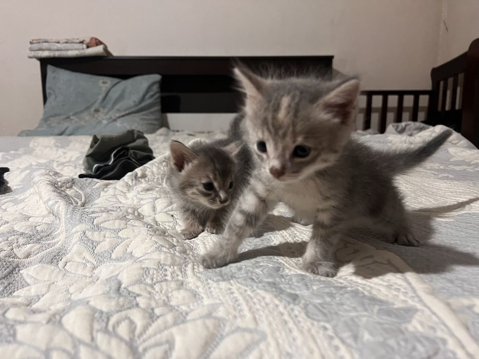 Отдам котят девочек