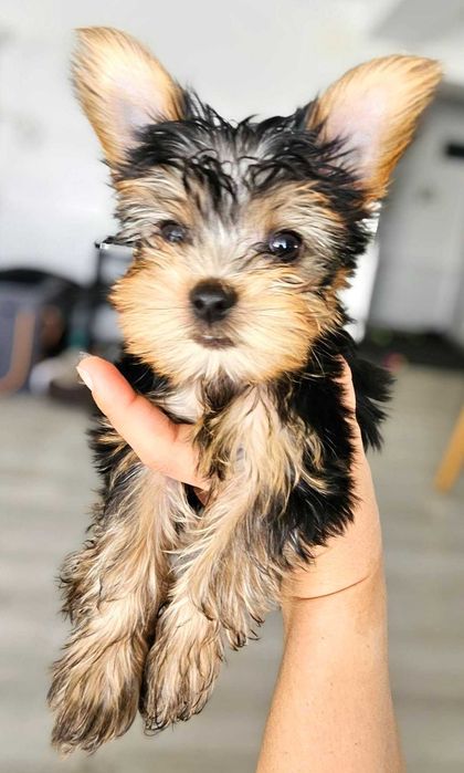 Yorkshire Terrier