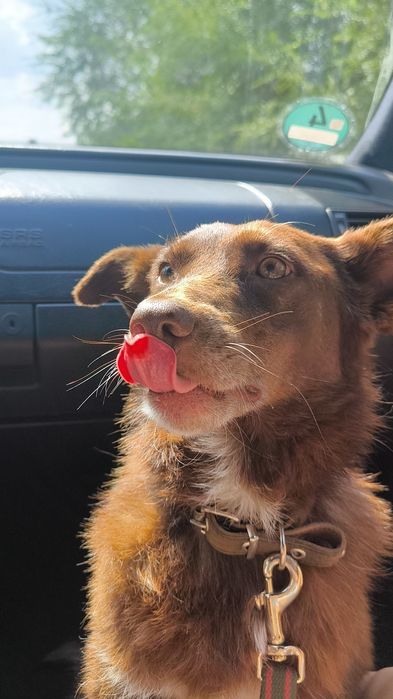 Каштанка добрая собака в семью