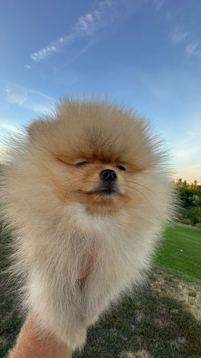 Pomeranian mini toy
