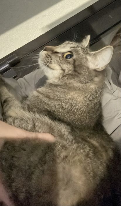 отдам кошечку в добрые руки