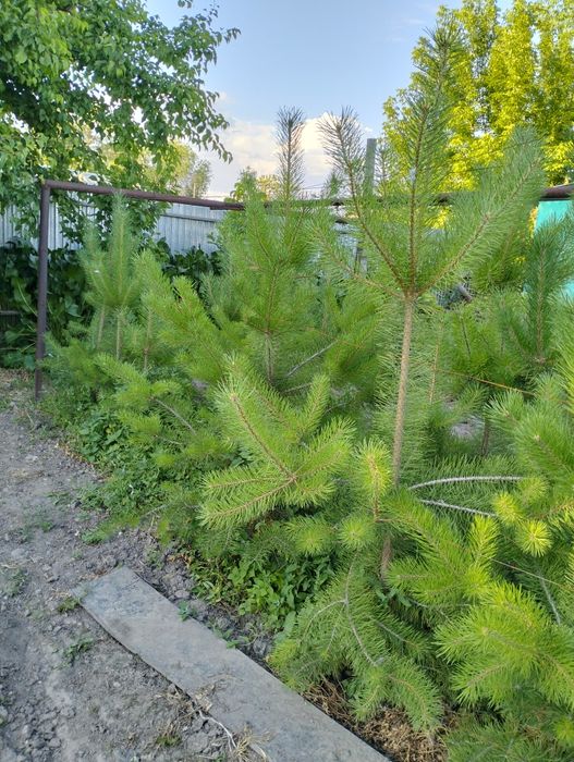 Продам сосны оптом