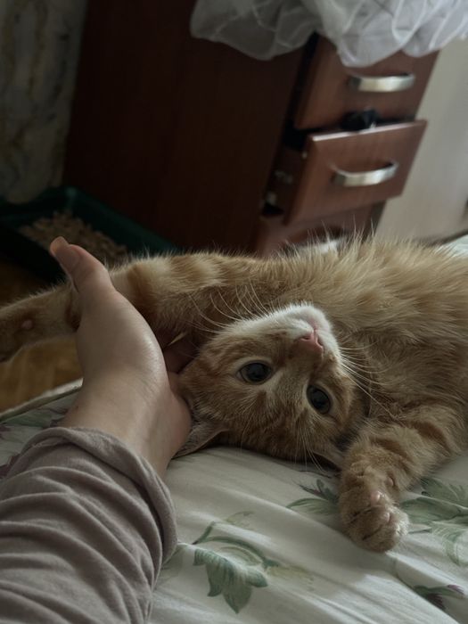 Отдаем рыжую кошку
