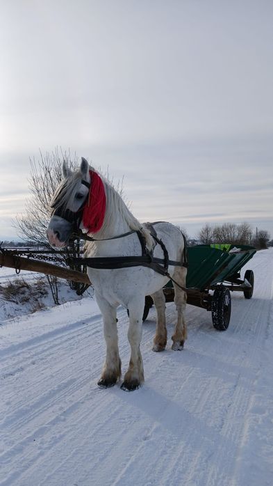 Cal de vânzare Volovăț