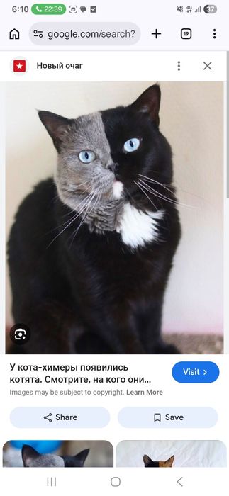 Кошка окраса Химера