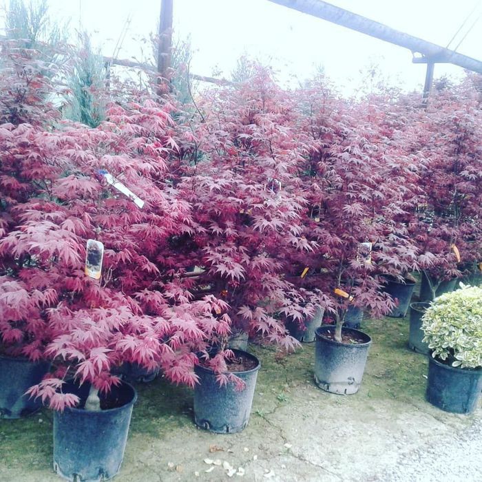 Evropa svati kustarnik kuchatla bor