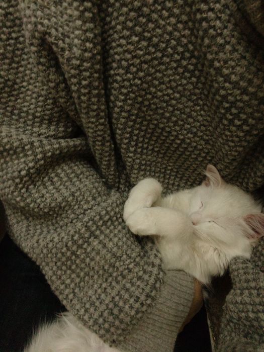 Котик ищет новый дом