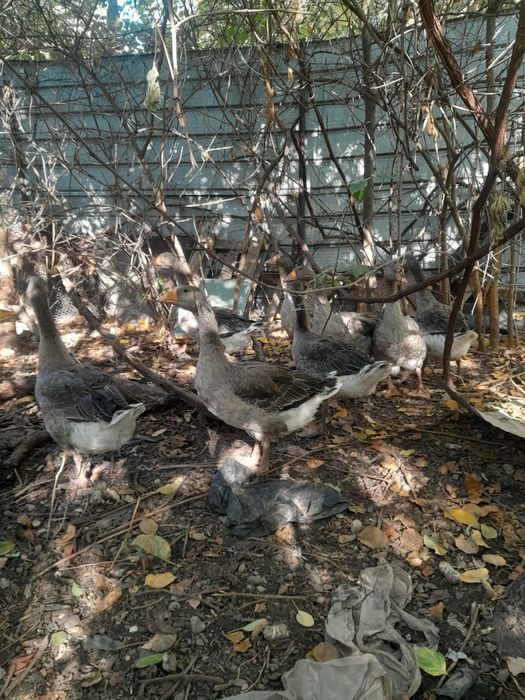 Продам Гусей породы крупная серая