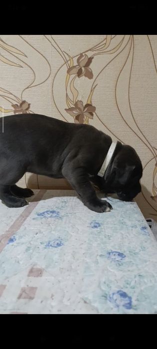 Кане-корсо резерв щенков