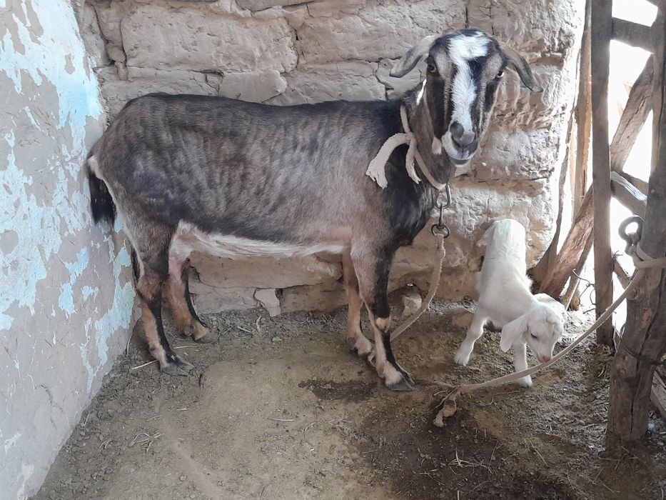 Срочно продаются козы с козлятами!!