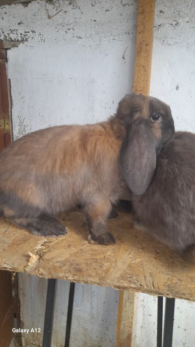 Pui  masculi berbec german