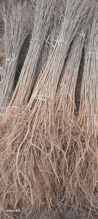 Tut kuchatlari sotiladi 1metrdan 4metrgacha