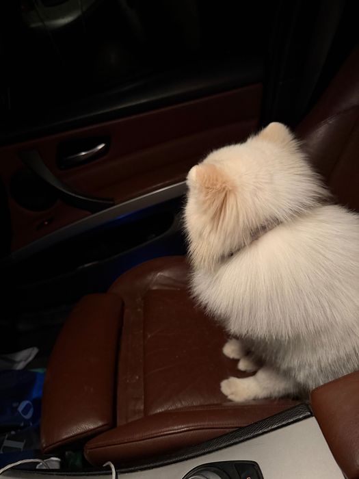 Продавам Померан