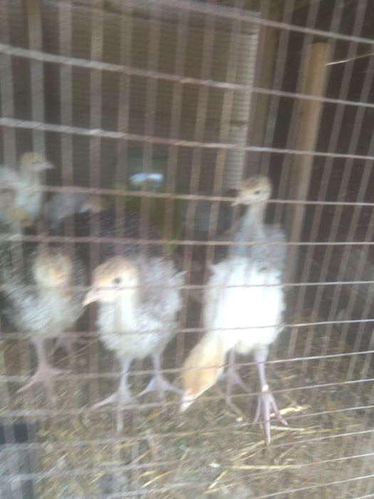 Индюшата индюшата