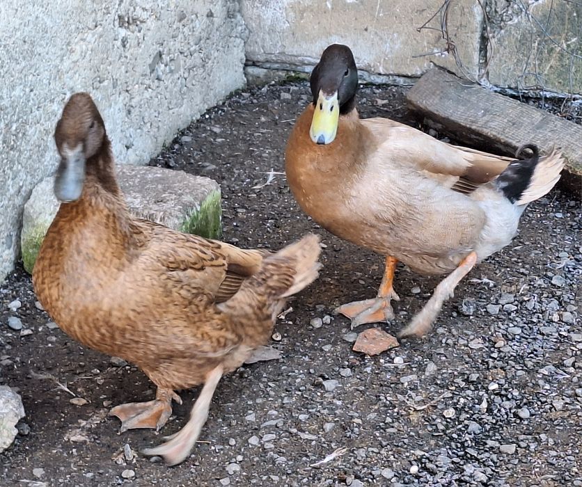 Ouă rață khaki Campbell pentru incubat linie Italia