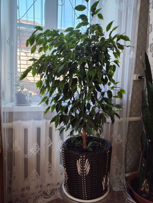 Фикус Бенджамин.