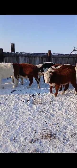 Продам подсосных бычков и телят