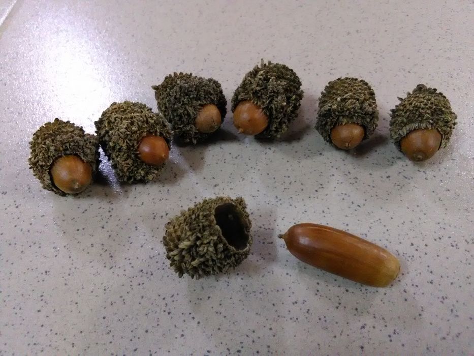 Желуди и каштаны. Съедобные желуди. Печенье с желудями. Съедобны ли желуди. Свинка ест желуди.