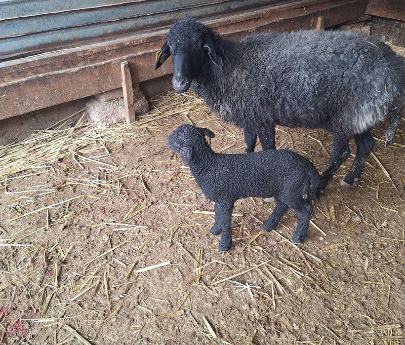 Козылы кои мен буаз кои