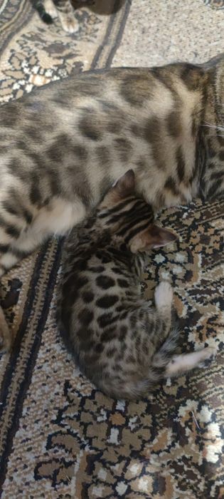 Бенгальские котята