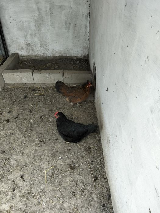 Тауық Қораз сатылады