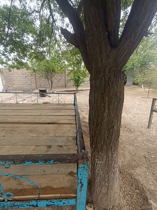 Тапчан Сарыағашта