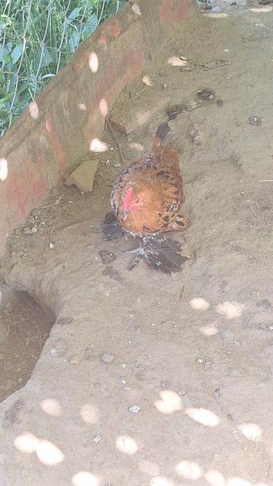 Cocosi mii de flori