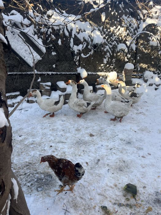 Гуси.          .