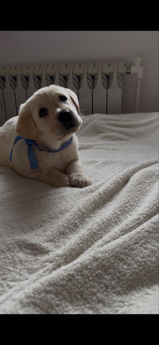 Лабрадор золотистый ретривер