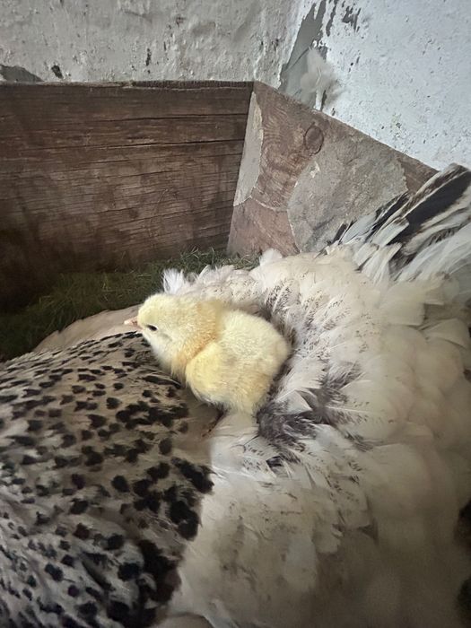 Продаются Цыплята Брама