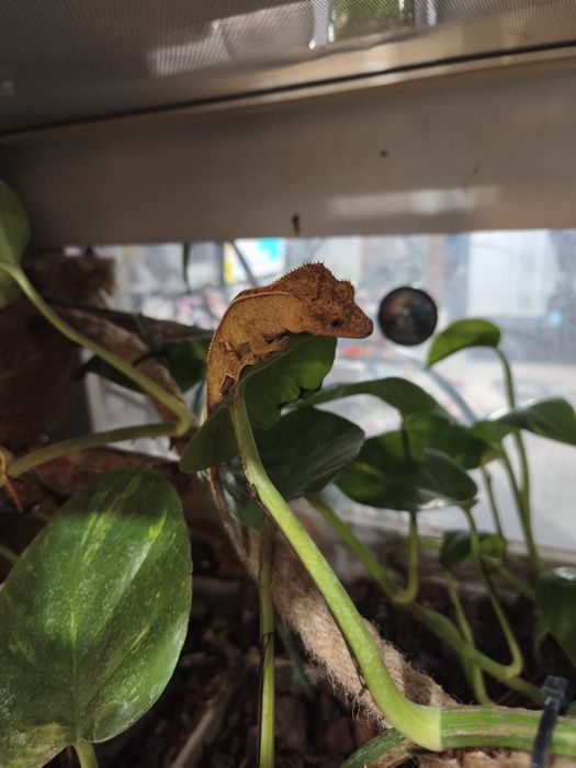Pangea, mancare pentru Crested Gecko (pui de vanzare)