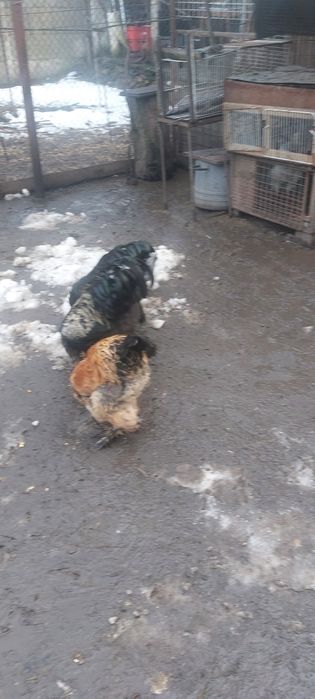 Vand perechi bratham