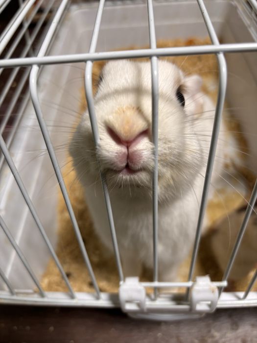 Кролик карликовый