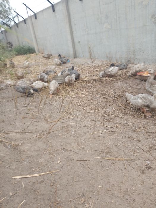 Продам утят двух месячные молодки