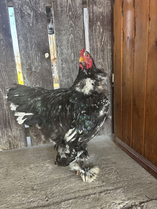 Cocos brahma bobat din 2025