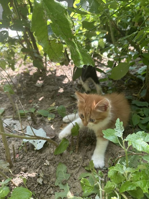 Pui maine coon metis