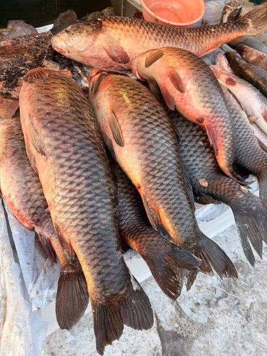 Свежий сазан от 1.5 до 4кг