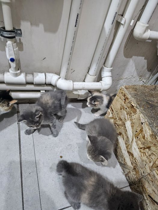 mushuklar 7 dona bolasi tekinga