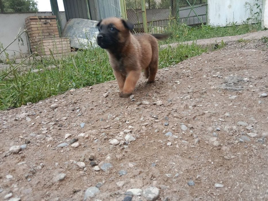 Бельгийский овчарка Малинуа
