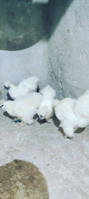 Cocosi de Matasevand sau  schimb