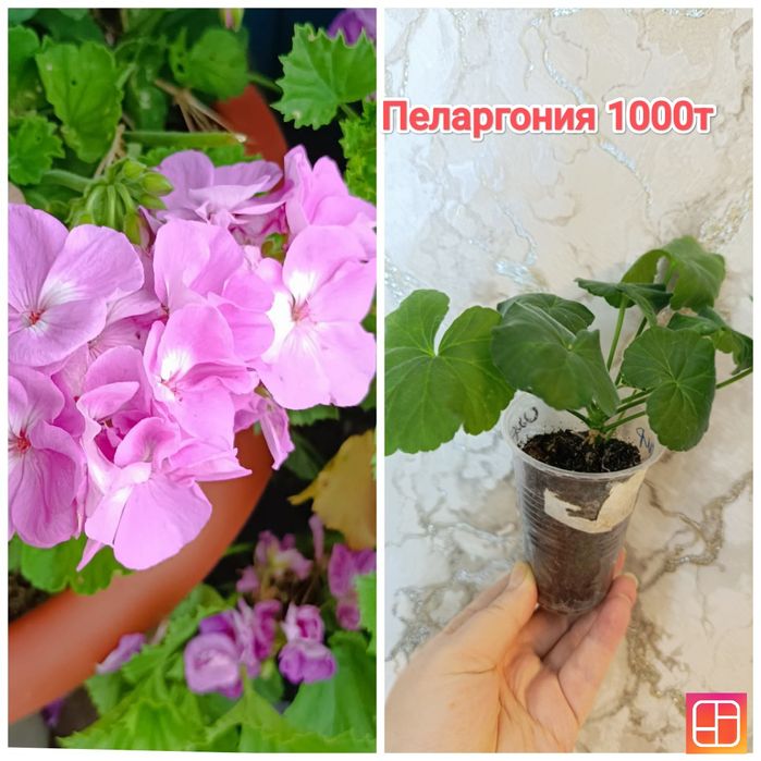 Комнатные растения кжби