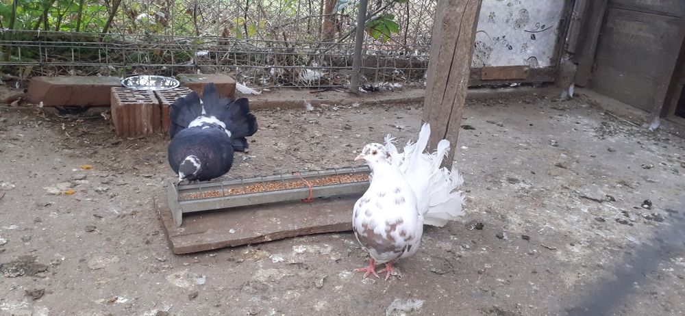 Vând/schimb porumbei curcan