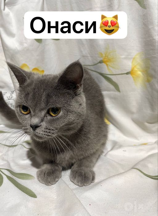 Скотиш фолд страйт