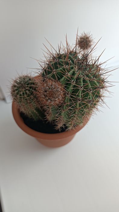 Продам цветущий кактус