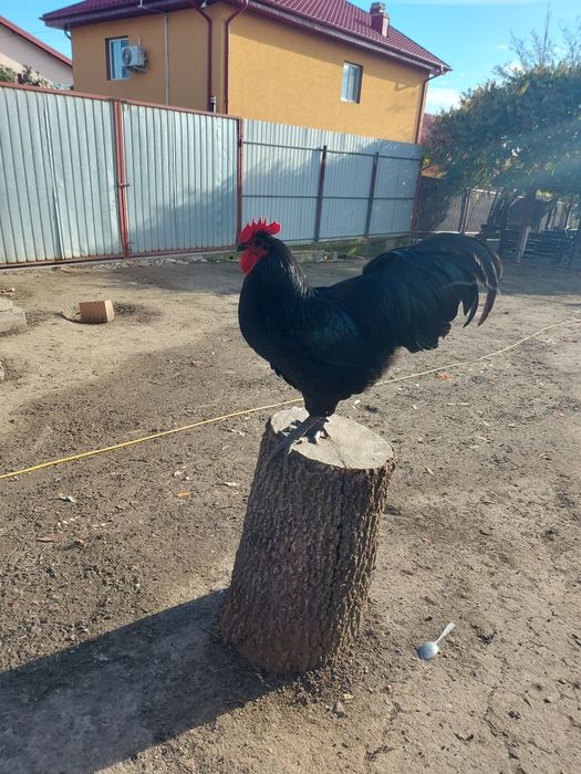 Gaini de țară de vanzare