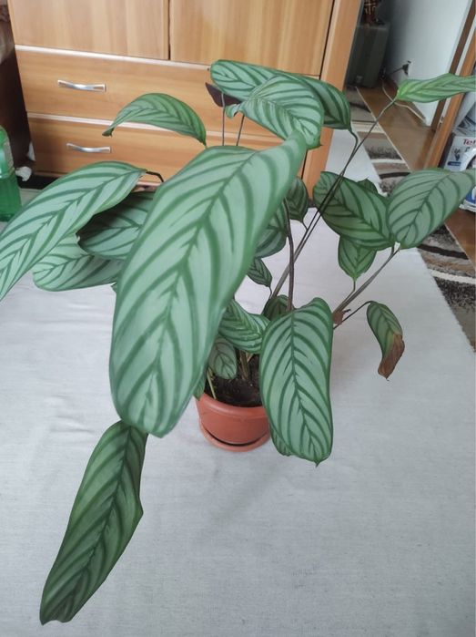 Flori de apartament, Dracena, colocasia, curmal