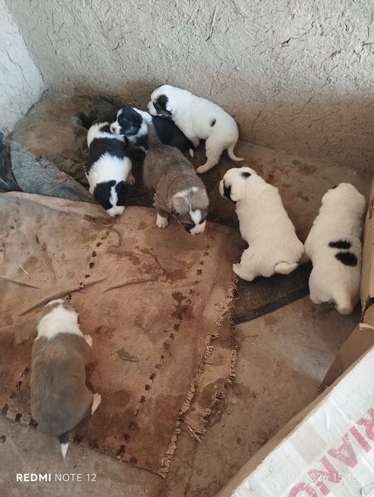 Тоза зот алабай болалари сотилади.